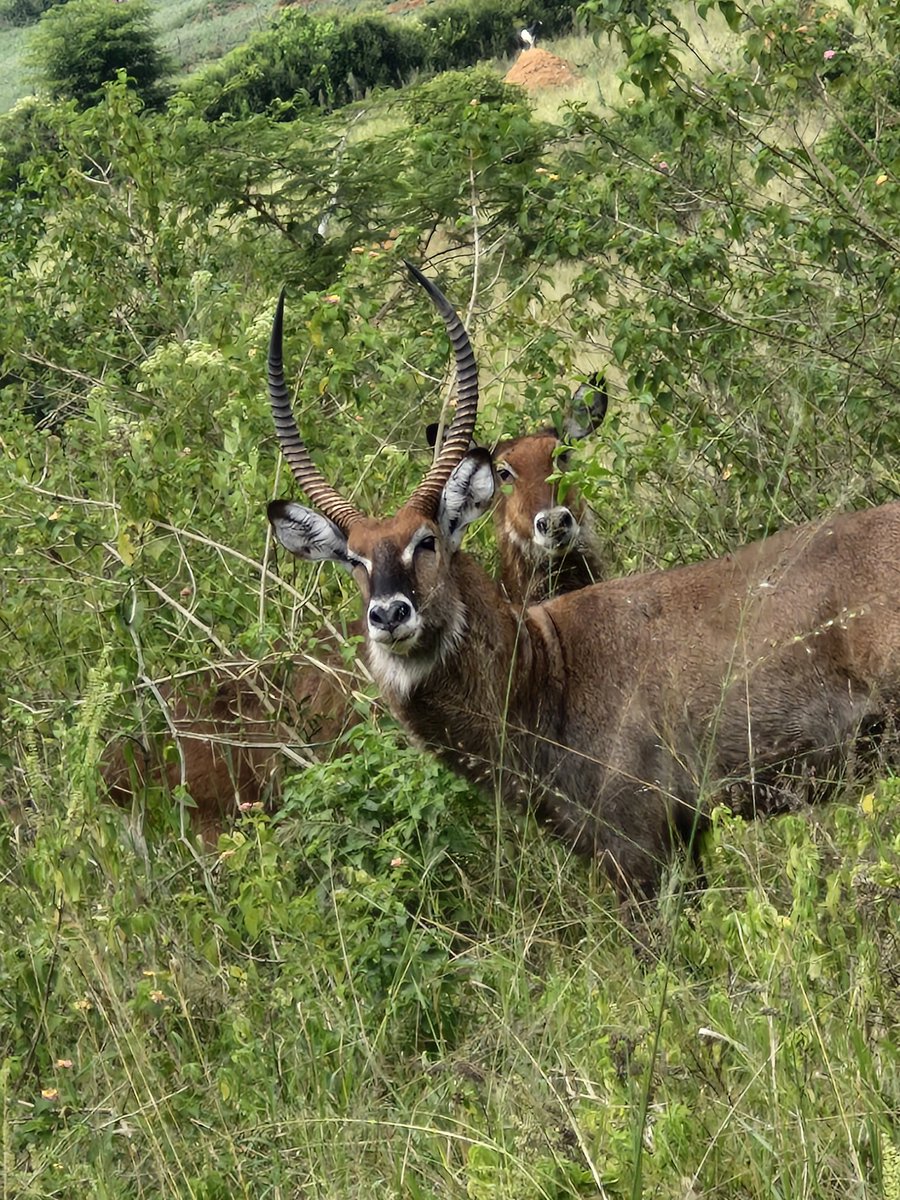 Amazing wildlife