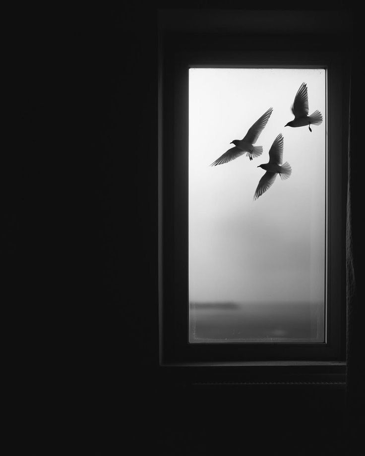 Kevokeka bê çiya me lawo de were..