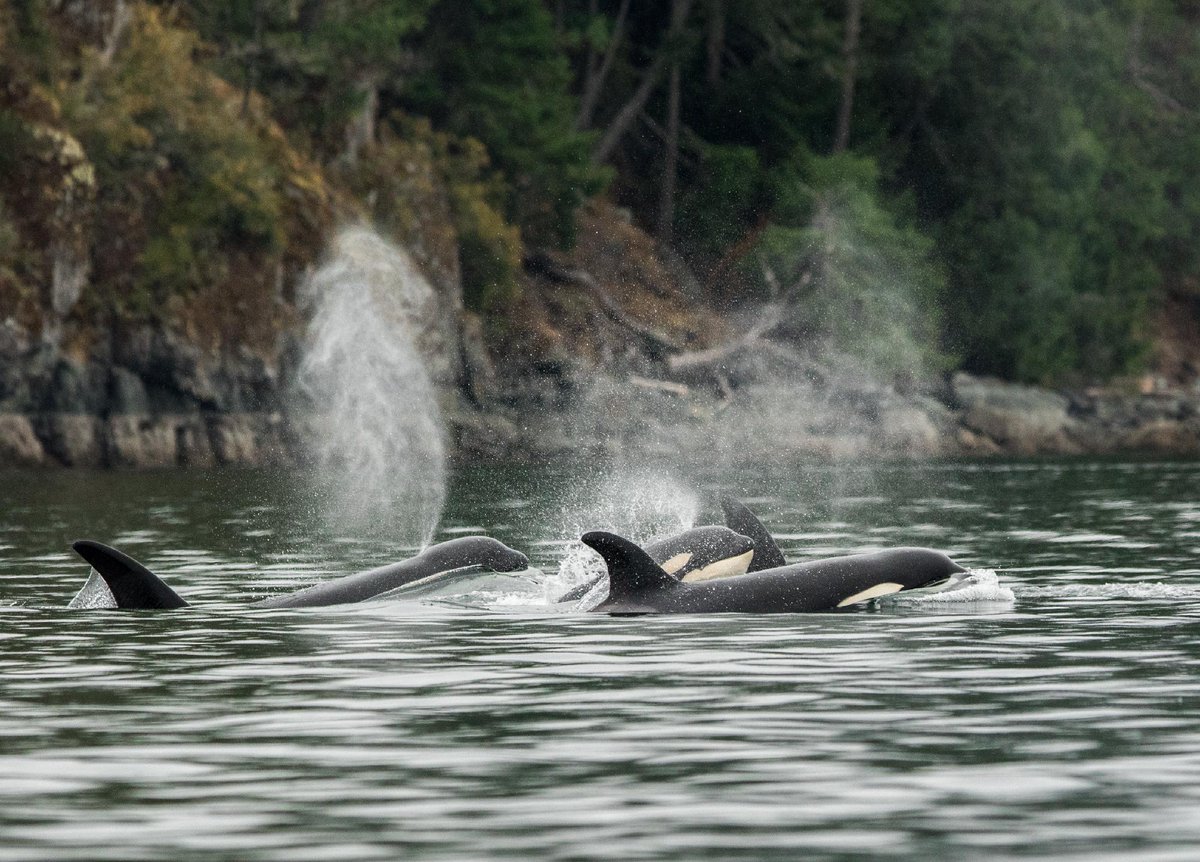 Canadian Wildlife Federation tweet media