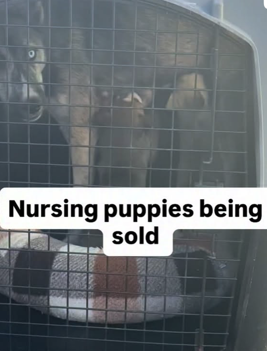 I have years of evidence, texts, videos, pictures, emails, etc, showing corruption, complacency, fraud and lies from LA officials. I have taken years of meetings. I have documented everything. LA leaders can no longer sweep this under the rug.