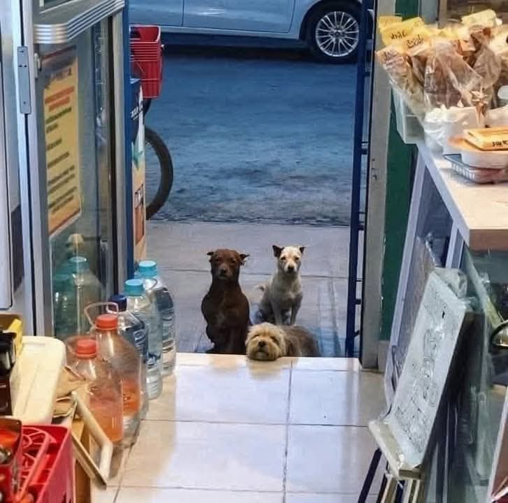 STAVOLTA UNA BELLA STORIA TUTTA ITALIANA ❤️
IL PROPRIETARIO DI UN NEGOZIO IN CALABRIA REGALA CIBO AI CANI ABBANDONATI IN STRADA… 
NON APPENA L'UOMO APRE LA PORTA DEL NEGOZIO LORO SONO GIÀ LÌ AD ASPETTARLOHANNO FAME MA ASPETTANO PAZIENTEMENTE IL LORO TURNO PER AVERE IL CIBO…
⬇️