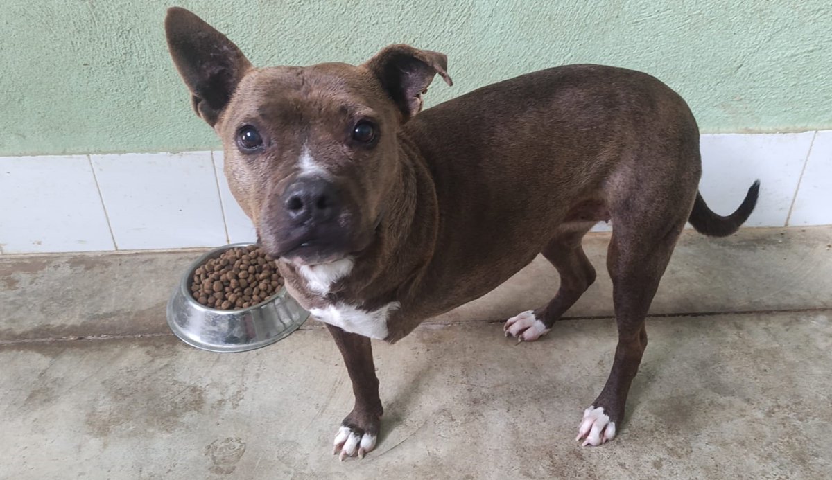 #Jaén
#JEN tiene tres patas. La vida decidió quitarle una, pero a pesar de eso mantiene un buen equilibrio y camina segura, aunque en esas tres patitas carga con mucho peso… ¡¡no haber sido elegida nunca!!

Del amor sabe poco; la ternura y caricias de los voluntarios han sido lo