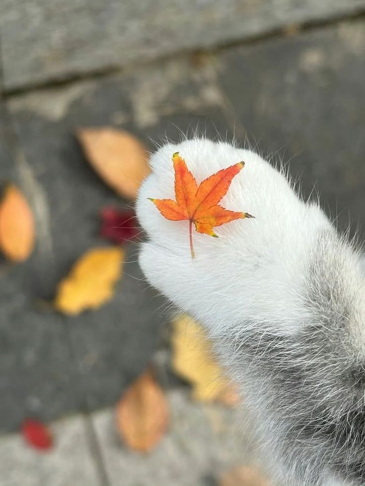 greenvibe's tweet image. 