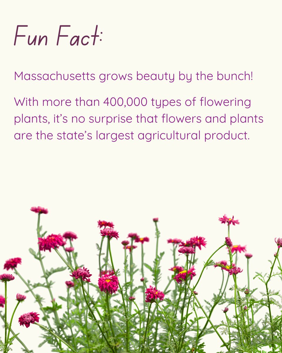 NEHarvest's tweet photo. Flower Fun Fact! #funfact #northeastharvest #buylocal #supportourfarmers #farmergeorge #mafarmers #supportlocalagriculture #MAFarms #buyfresh #farmersmarkets #aquaculture #foodsafety https://t.co/RoqJzPDN7r