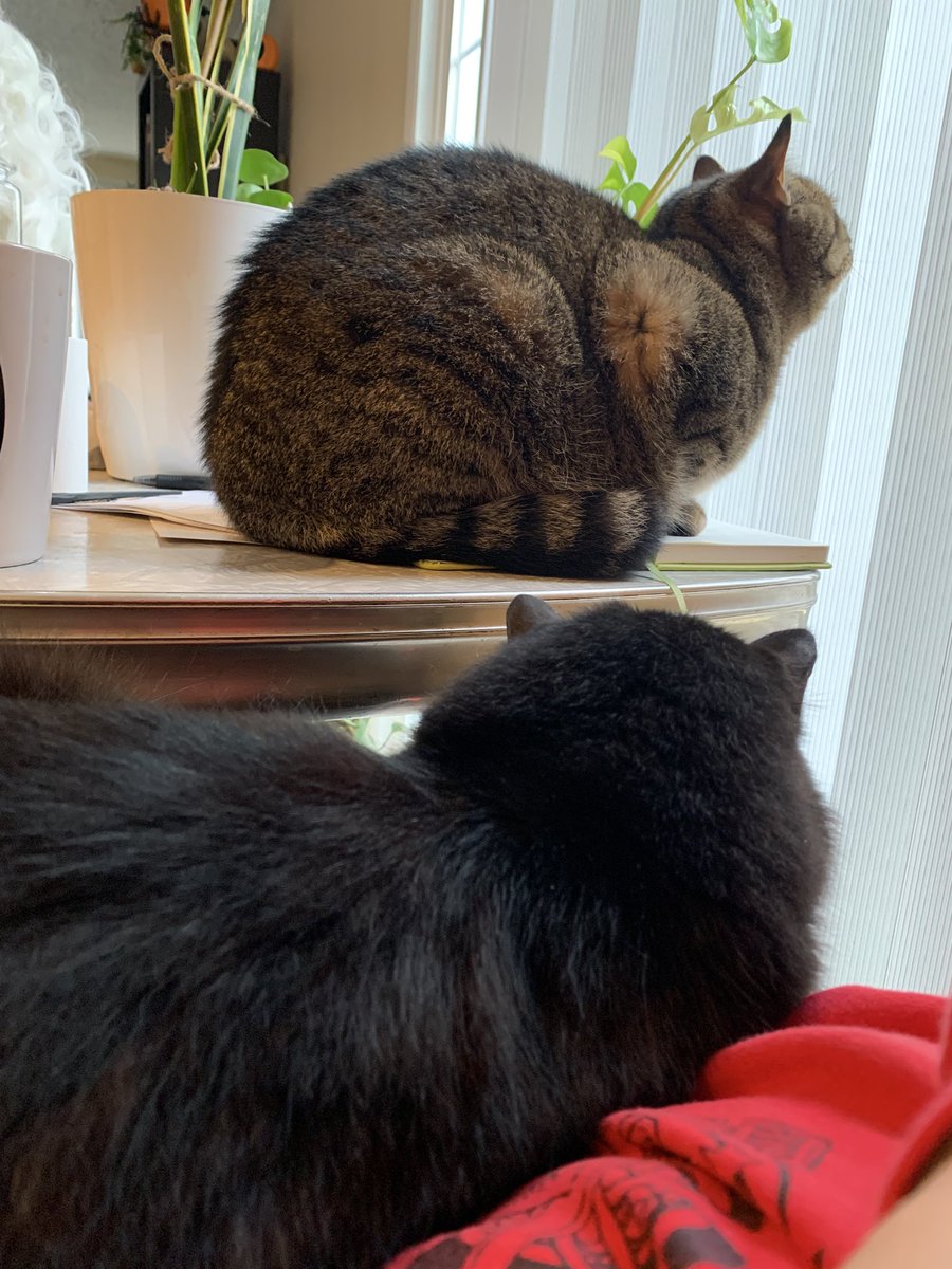 your cousin Vinny tweet media