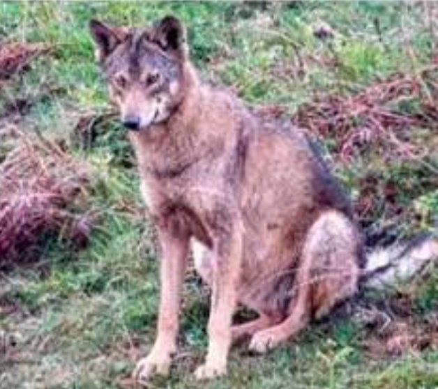 Rocio21286333's tweet photo. No sabían si ella había atacado al ganado Y LA ASESINARON, sus cachorros ni siquiera habían abierto los ojos, Y LOS ASESINARON 
Y SIN SER CULPABLES DE NADA los pistoleros del @GobAsturias y el @cantabriaes HAN ESTADO ASESINANDO LOBOS. https://t.co/pxQJcY1ipq
