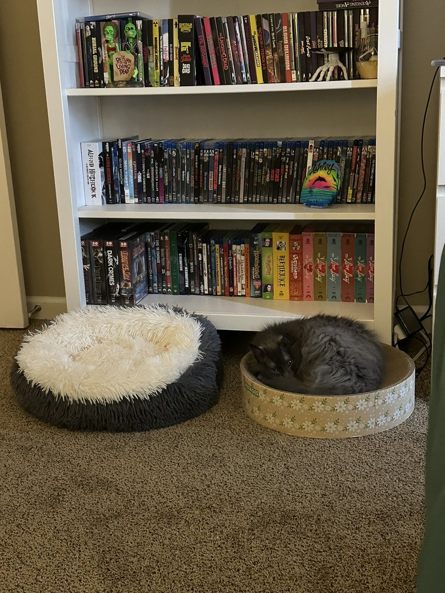BarelyAshley's tweet photo. Hard cardboard scratcher โ
Soft cat bed ๐ซ
#CatsBeLike https://t.co/ahWl2YjkXl