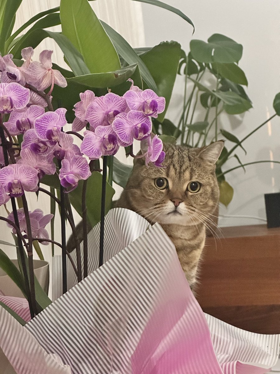 Çiçeği yerken yakalandı