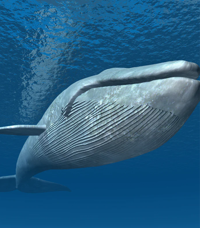MovistarKOI_en's tweet image. 🚨 BREAKING: a blue whale's poo can weigh as much as 4 tonnes making it the second largest piece of shit in the world just behind VITALITY in playoffs