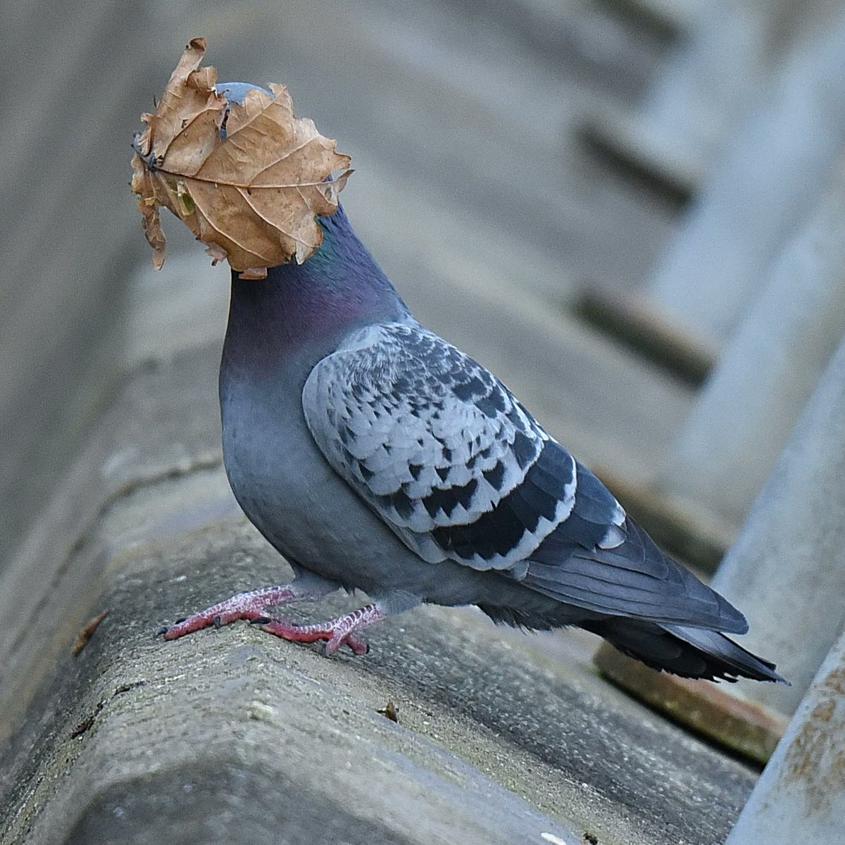 Snowball tweet media