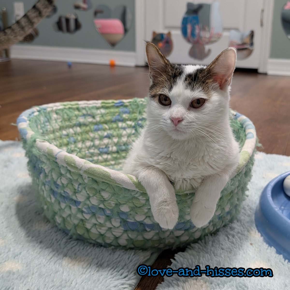 What a SERIOUS Rumdangle we've got for today.