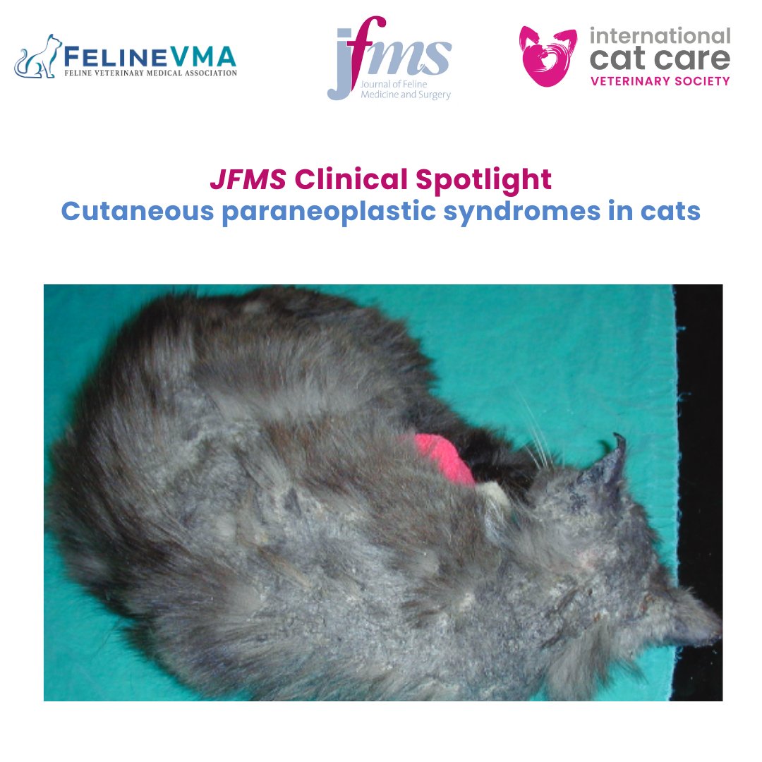 Feline Veterinary Medical Association tweet media