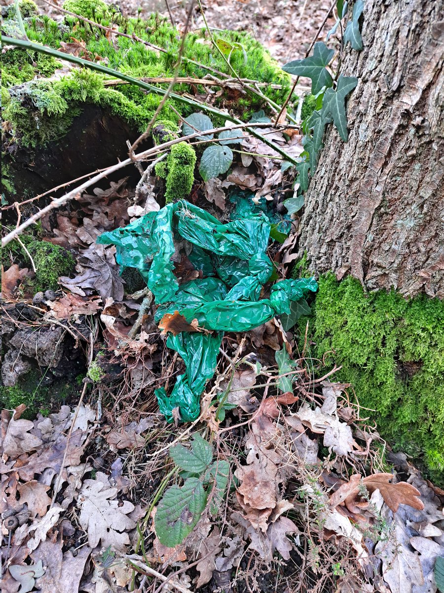 new forest ranger tweet media