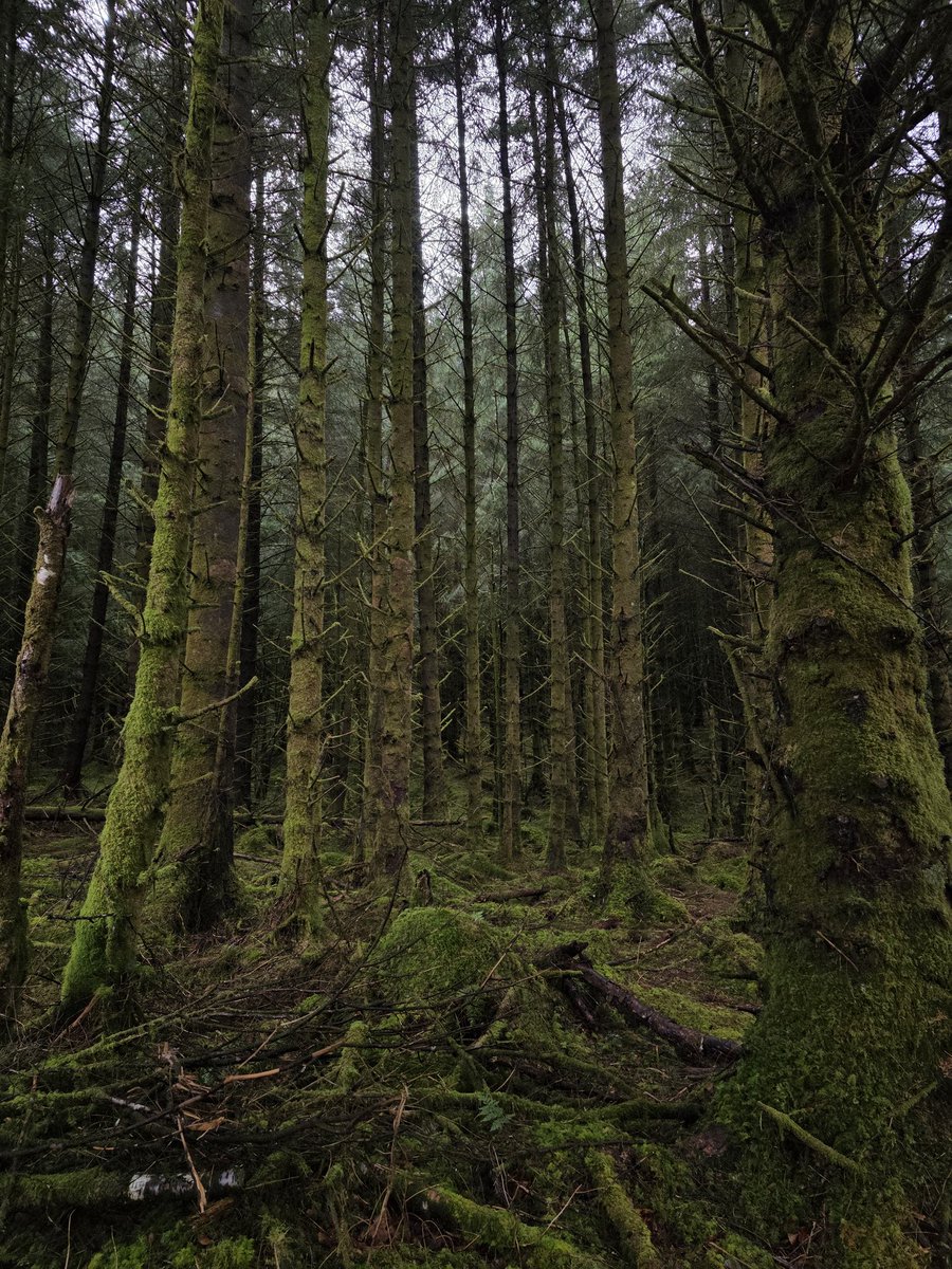 Diana Rotten 🦷 tweet media