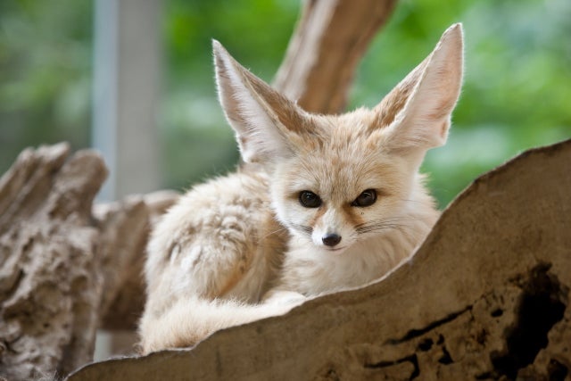 FennecEveryHr's tweet photo. https://t.co/V8LY2p6ddB