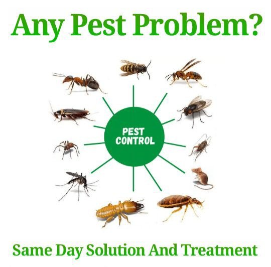 Pest_Control_Solutions tweet media