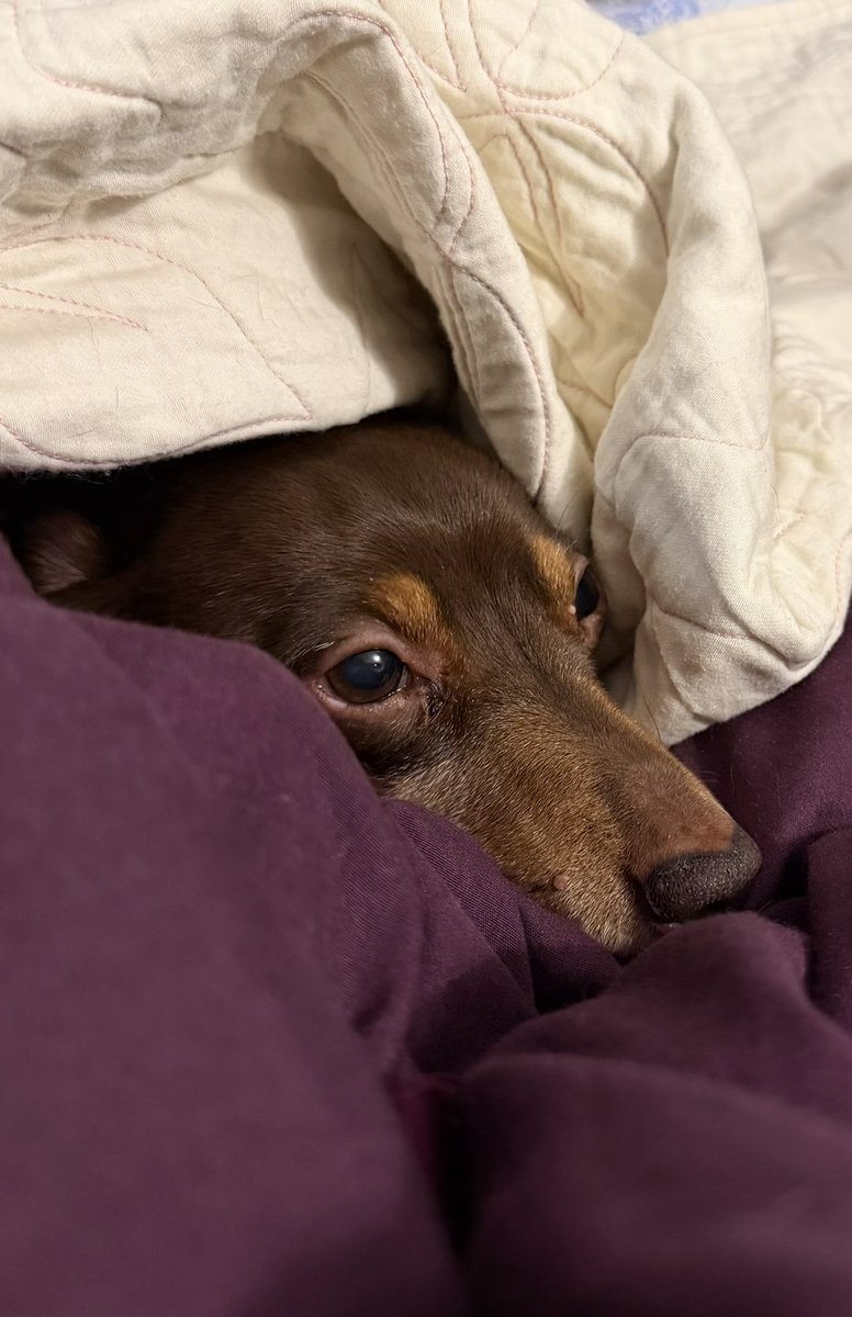 ThreadofGold1's tweet image. It’s been very cold and wet, and the sausage dogs have shown  little interest in going very far #SmallBeautiesHour #BecauseOfClem #ThreadOfGold💛