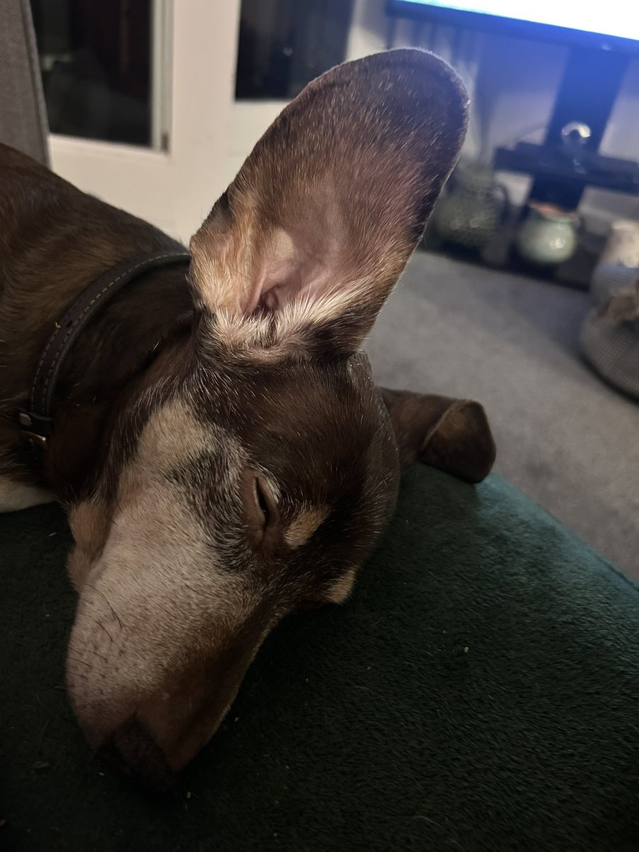 ThreadofGold1's tweet image. It’s been very cold and wet, and the sausage dogs have shown  little interest in going very far #SmallBeautiesHour #BecauseOfClem #ThreadOfGold💛