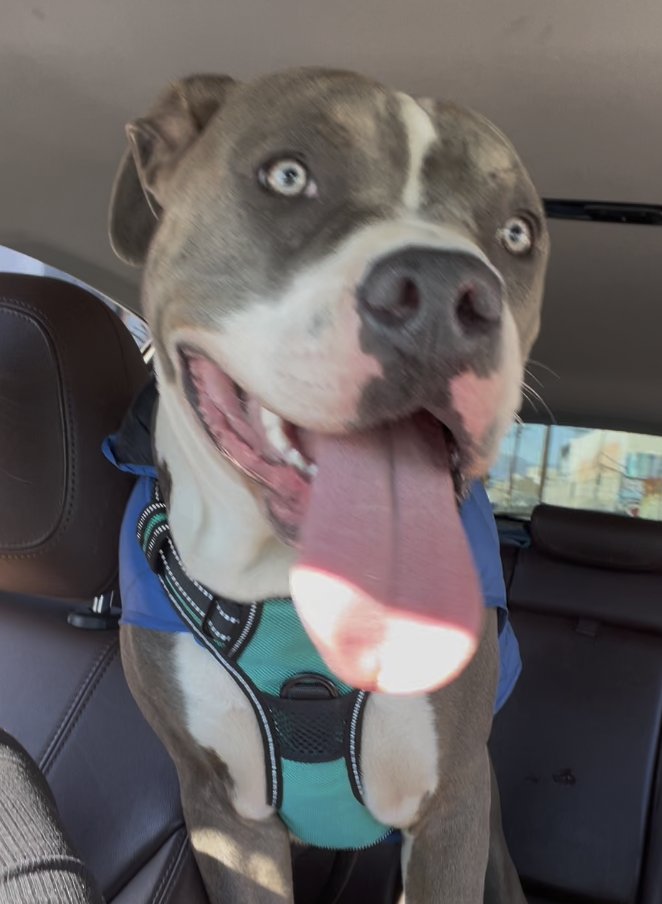 I am posting more on Twitter because <a href="/spencerpratt/">Spencer Pratt</a>
said it will raise more awareness. He was right. While
<a href="/MayorOfLA/">Mayor Karen Bass</a> tries to hide things, he puts it in the spotlight. Oh, and this sweet dog was found in front of a tent as a mangled corpse on Skid Row days after this pic.