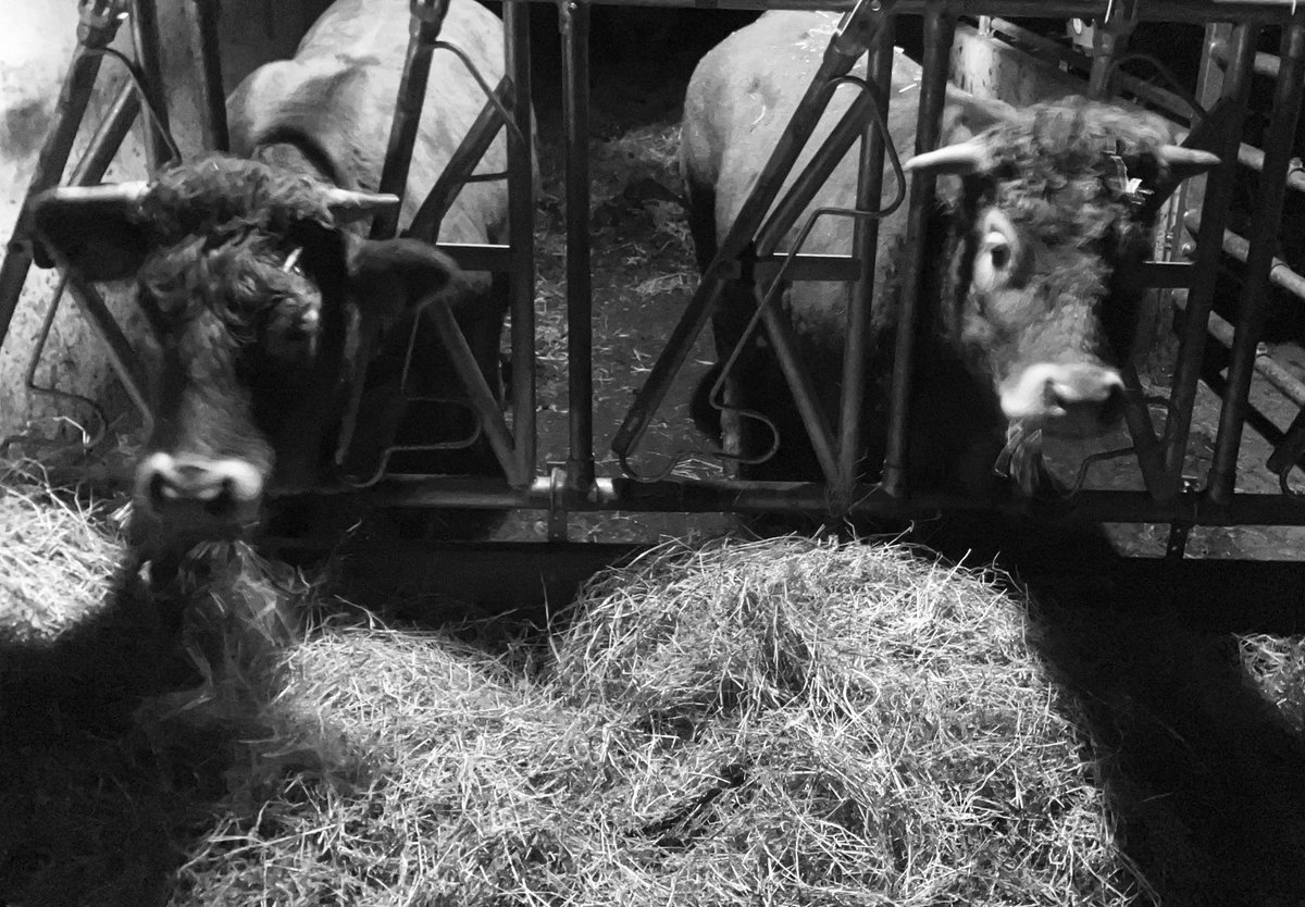 bhietberg's tweet photo. Laatste hapje hooi voor vandaag 
Nadat een van de dames ‘tochtig’ (vruchtbaar) was, en 
 de boel flink op de kop gezet heeft kan de rust nu weer terugkeren. 
Goedenacht! 
#zoogkoe #kijkjeindestal #hooi https://t.co/rfDRsFawev