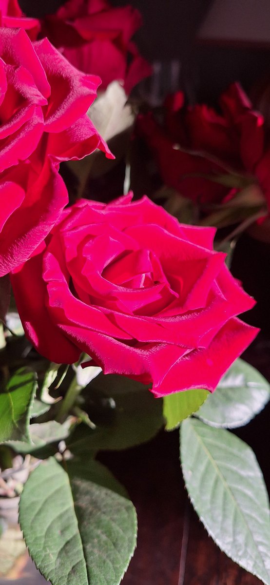 helendrinkstea's tweet image. Evening all. Valentine roses from Significant Other....they look just like velvet ❤️ #SmallBeautiesHour #BecauseofClem #ThreadofGold