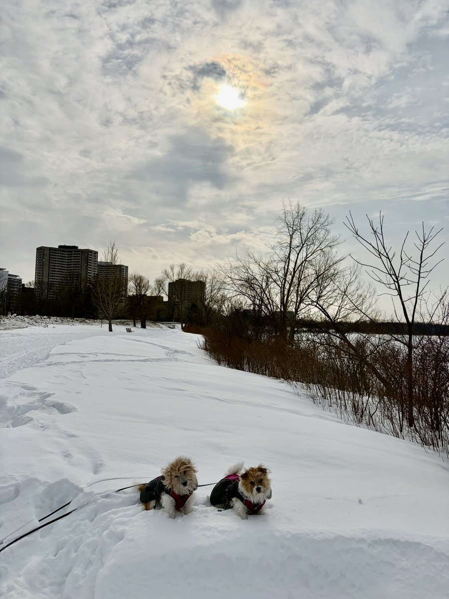 RiverLtMissOtis's tweet photo. Hope youβve been out enjoying this amazing day!
@MurphTWN
@weathernetwork
#ottawadogs
#myottawa
#dogsofX https://t.co/AhiMmydQdC