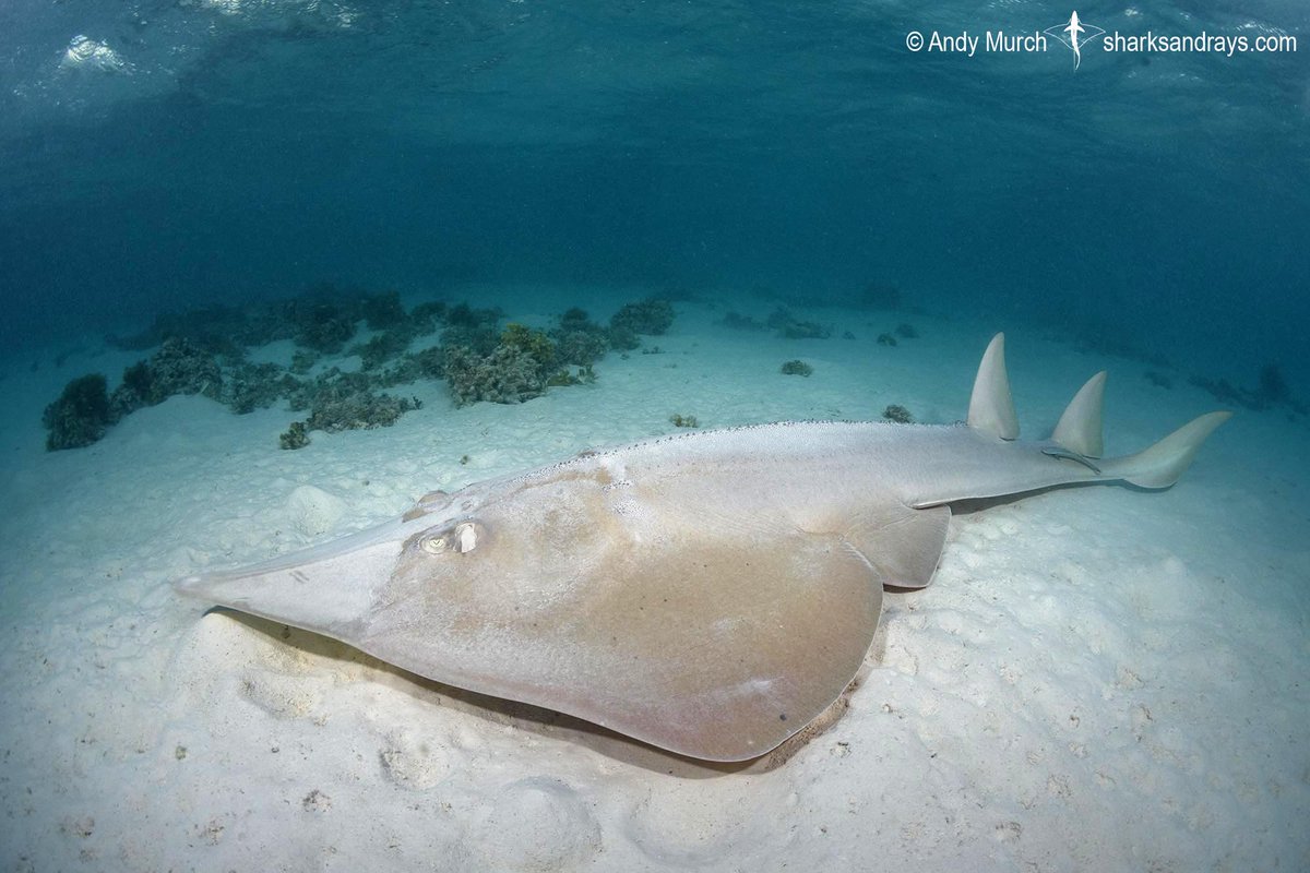 Big Fish Expeditions tweet media