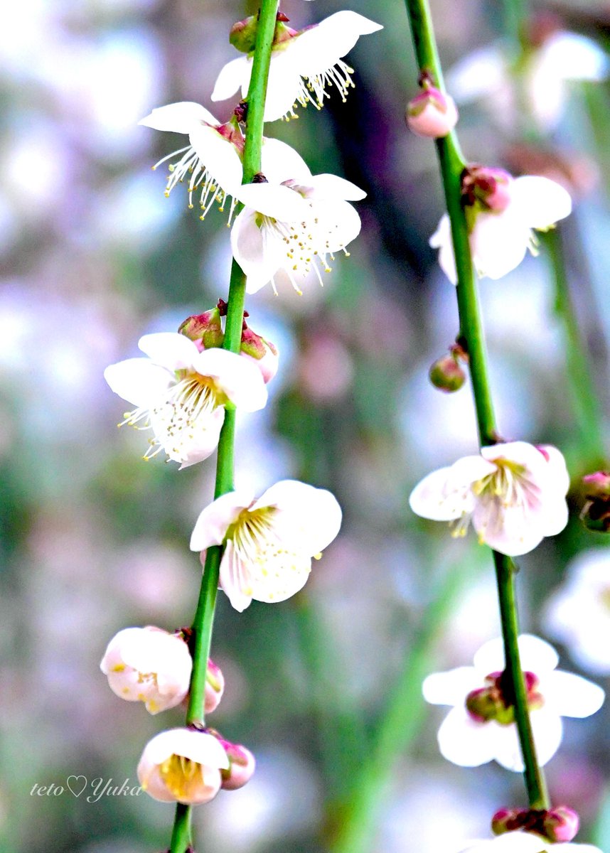 Nature Plants_hana_ Community on X - 564 Members