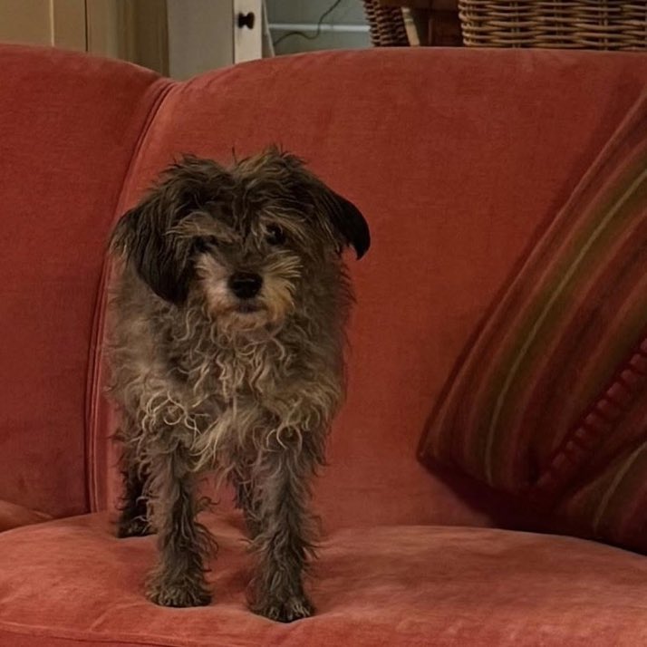 Boodles is still missing 😢 She has been missing since 1st February 2026 from the #Rudham area near #KingsLynn #Norfolk #PE31 
She’s is partially deaf and blind 💔😢 Please keep a look out for her if in the area 🙏
doglost.co.uk/dog/201985
#missingdog #k9hour #rehomehour #BTPosse