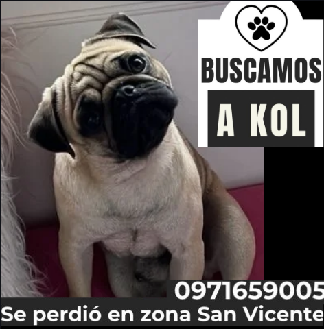 Sergio Auad tweet media