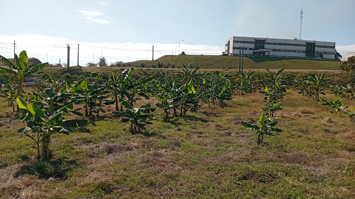 Trabajadores  de la Refinería de Petróleo Hermanos Díaz siguen comprometidos con el autoabastecimiento y la seguridad alimentaria. Los refineros se enfocan en la siembra de viandas, vegetales frescos y la crianza de animales para el autoconsumo. 
 #Cuba #PetrolerosPorCuba