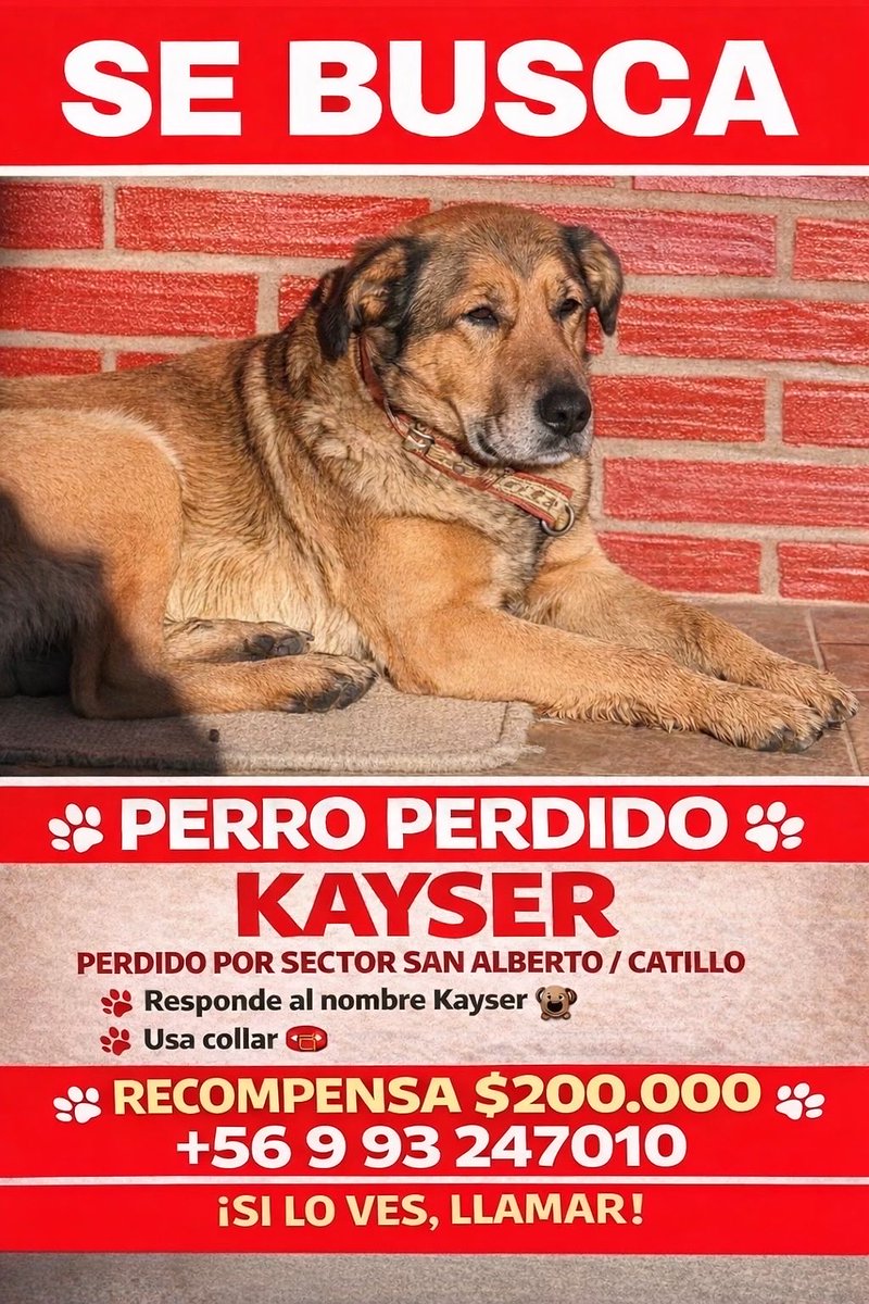 andres90pm's tweet photo. por favor ayuda, buscamos a nuestro perro, se ofrece recompensa a quien lo tenga o sepa que le pasó ! 
#parral #regiondelmaule #catillo https://t.co/DF4TSboozP