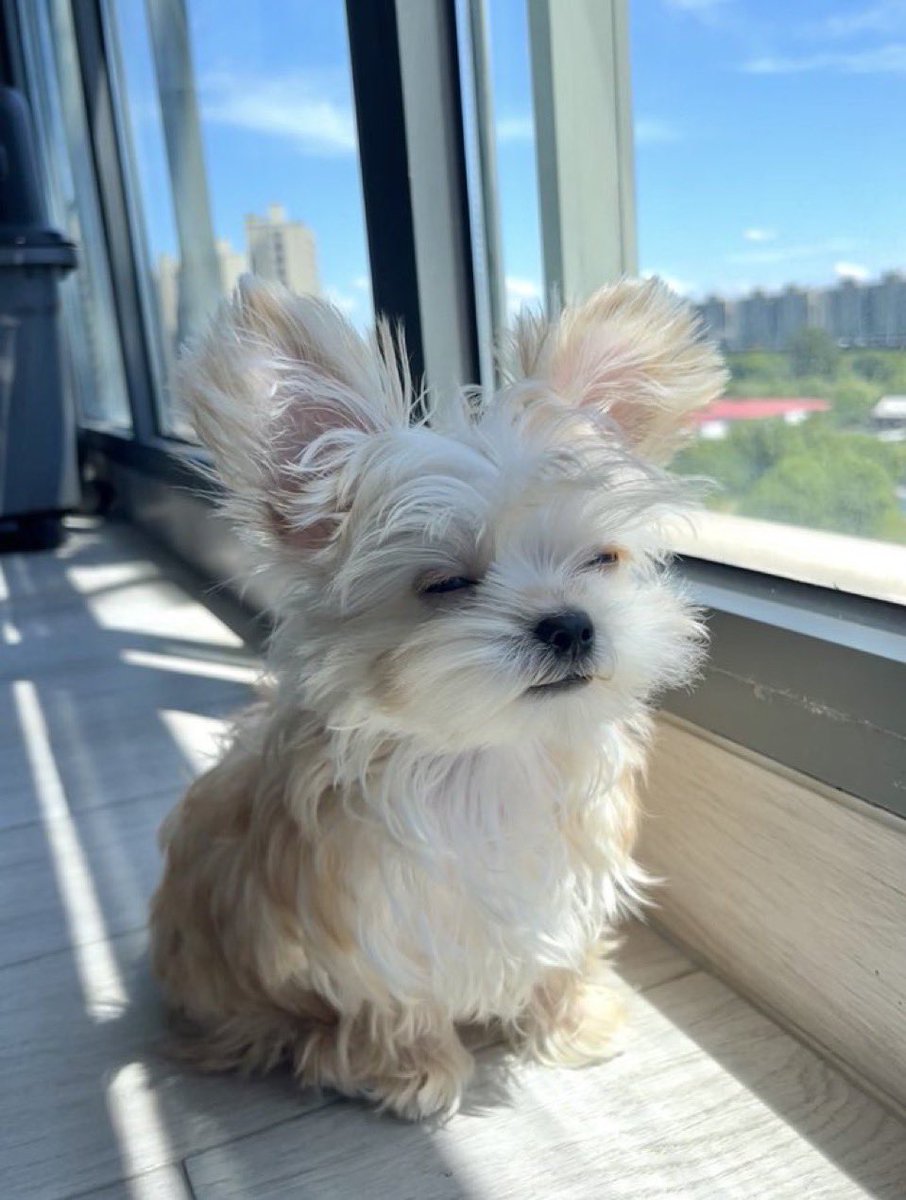 everything dogs 🐶 tweet media