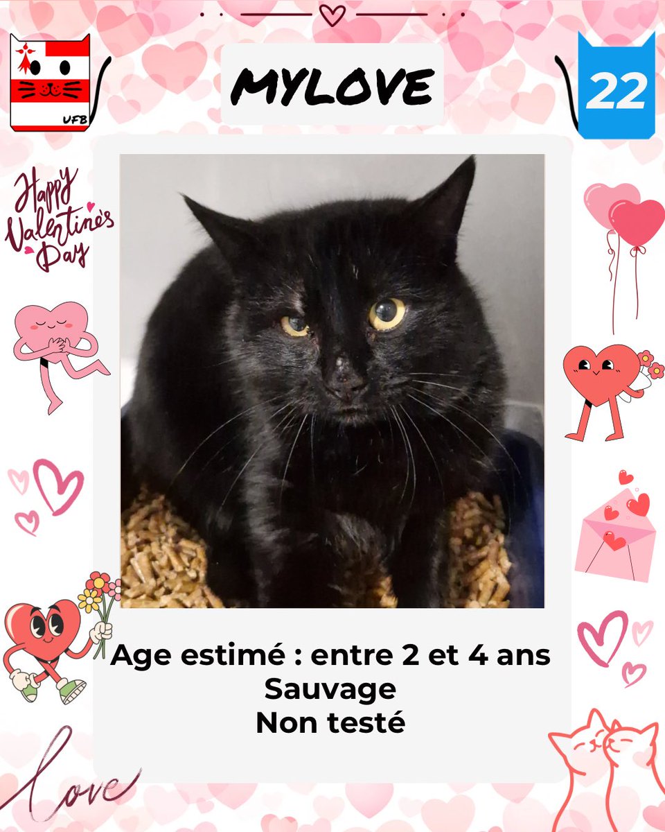 justineducern's tweet photo. Urgences Fourrières de Bretagne - UFB
 Ces 4 petits Valentins sont à l’adoption 
Ils viennent de fourrière et risquent malheureusement l’euthanasie s’ils ne trouvent pas de famille pour la vie.
Ils sont à ADOPTER
Aucune demande pour eux ce soir.
Contact: https://t.co/cij7aMijO4 https://t.co/UP0FMtfWZ2