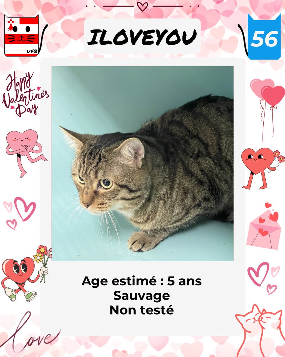 justineducern's tweet photo. Urgences Fourrières de Bretagne - UFB
 Ces 4 petits Valentins sont à l’adoption 
Ils viennent de fourrière et risquent malheureusement l’euthanasie s’ils ne trouvent pas de famille pour la vie.
Ils sont à ADOPTER
Aucune demande pour eux ce soir.
Contact: https://t.co/cij7aMijO4 https://t.co/UP0FMtfWZ2