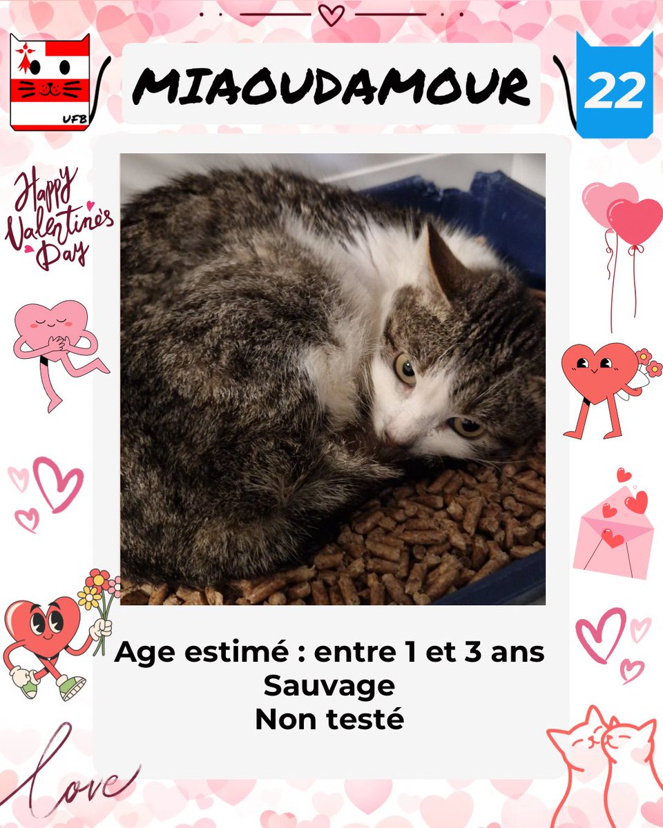 Urgences Fourrières de Bretagne - UFB
 Ces 4 petits Valentins sont à l’adoption 
Ils viennent de fourrière et risquent malheureusement l’euthanasie s’ils ne trouvent pas de famille pour la vie.
Ils sont à ADOPTER
Aucune demande pour eux ce soir.
Contact: facebook.com/urgencesfourri…