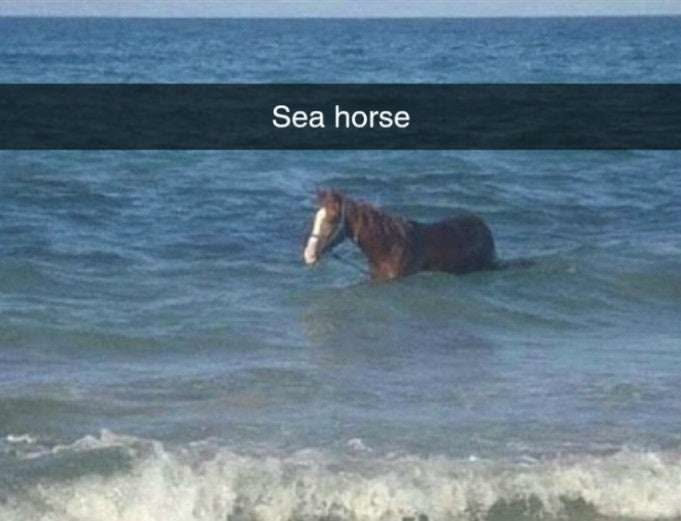 vaxryy's tweet photo. sea horse https://t.co/QcjMQj4vDo