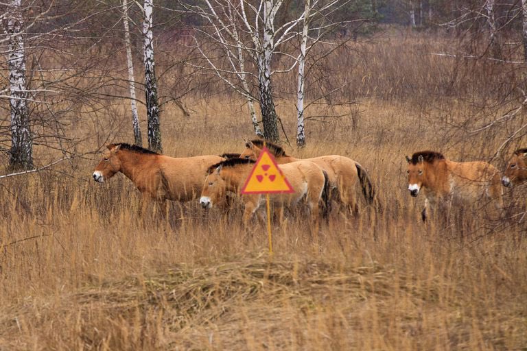 The rare, truly wild Przewalski’s horses still frolic and thrive in the Chernobyl Exclusion Zone
