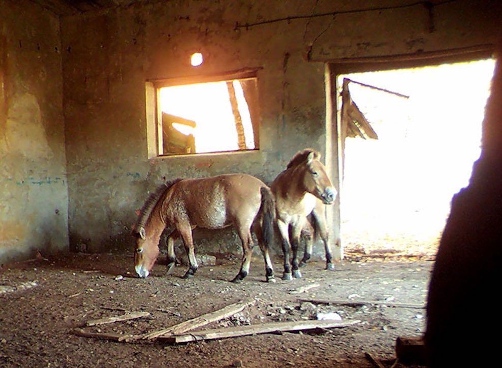 horseimage tweet picture