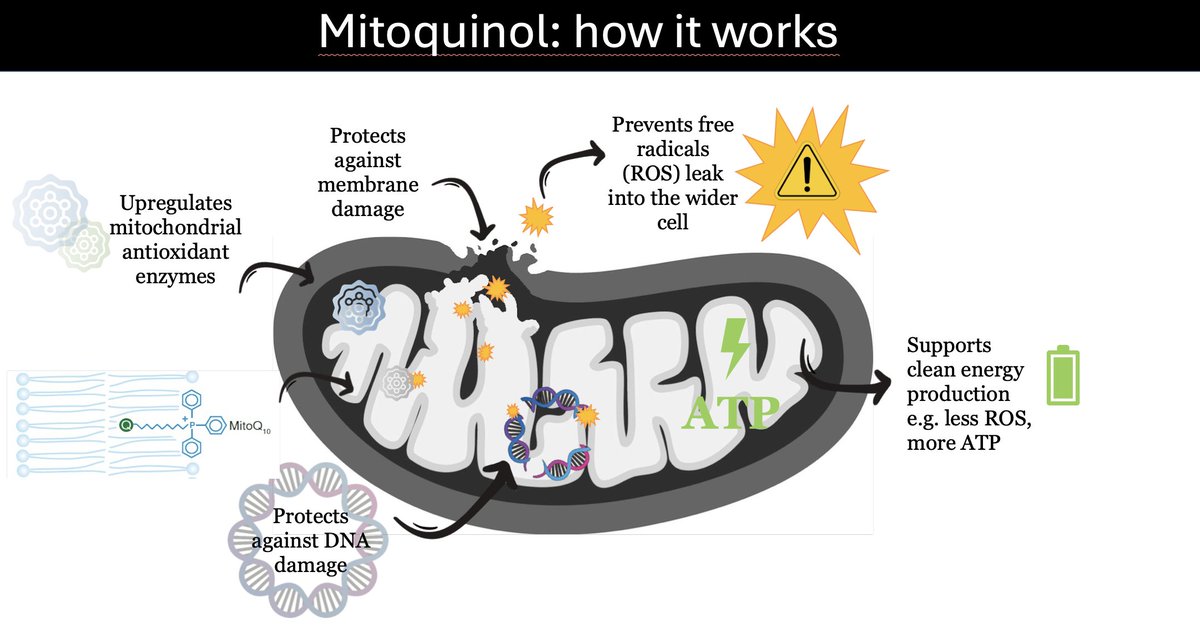 Outdoctrination's tweet photo. MITOQ - A mitochondrial targeted energy enhancer 100-1000X more potent than Coenzyme Q10.

Reactive oxygen species (ROS, think free radicals) completely destroy our cells, our ability to generate energy and the structure our tissues, contributing to:

➔ Fatigue
➔ Signs of aging
➔ Disease

but 90% of these ROS are produced in the mitochondria.

Problem is, most antioxidants don't reach the mitochondria, leaving them susceptible to damage.

MitoQ solves that problem.

It’s a modified version of CoQ10, bound to a lipophilic cation (TPP⁺) that uses the mitochondrial membrane potential to specifically accumulate inside the mitochondrial matrix.

This makes it incredibly powerful:

◈ Neutralizes superoxide and peroxynitrite - highly damaging ROS
◈ Prevents cardiolipin oxidation - a key membrane component that mitochondria need to work properly
◈ Stabilizes mitochondrial membrane potential
◈ Preserves ATP output under stress

MitoQ is drawn into mitochondria ~100–1,000x more effectively than Coenzyme Q10, where it acts directly at the source of damage.

Some of the benefits in studies include:

◈ Reduced fatigue
◈ Reduced markers of oxidative stress (MDA, 8-OHdG, nitrotyrosine)
◈ Improved endothelial function (blood vessels)
◈ Lower blood pressure
◈ Improved fatty liver
◈ Enhanced cognitive function
◈ Slower telomere attrition and DNA damage in aging cells
◈ Improved mitochondrial biogenesis markers (PGC-1α, NRF1)

Typical dose: 5 - 10 mg/day, sometimes up to 20 mg depending on the condition.