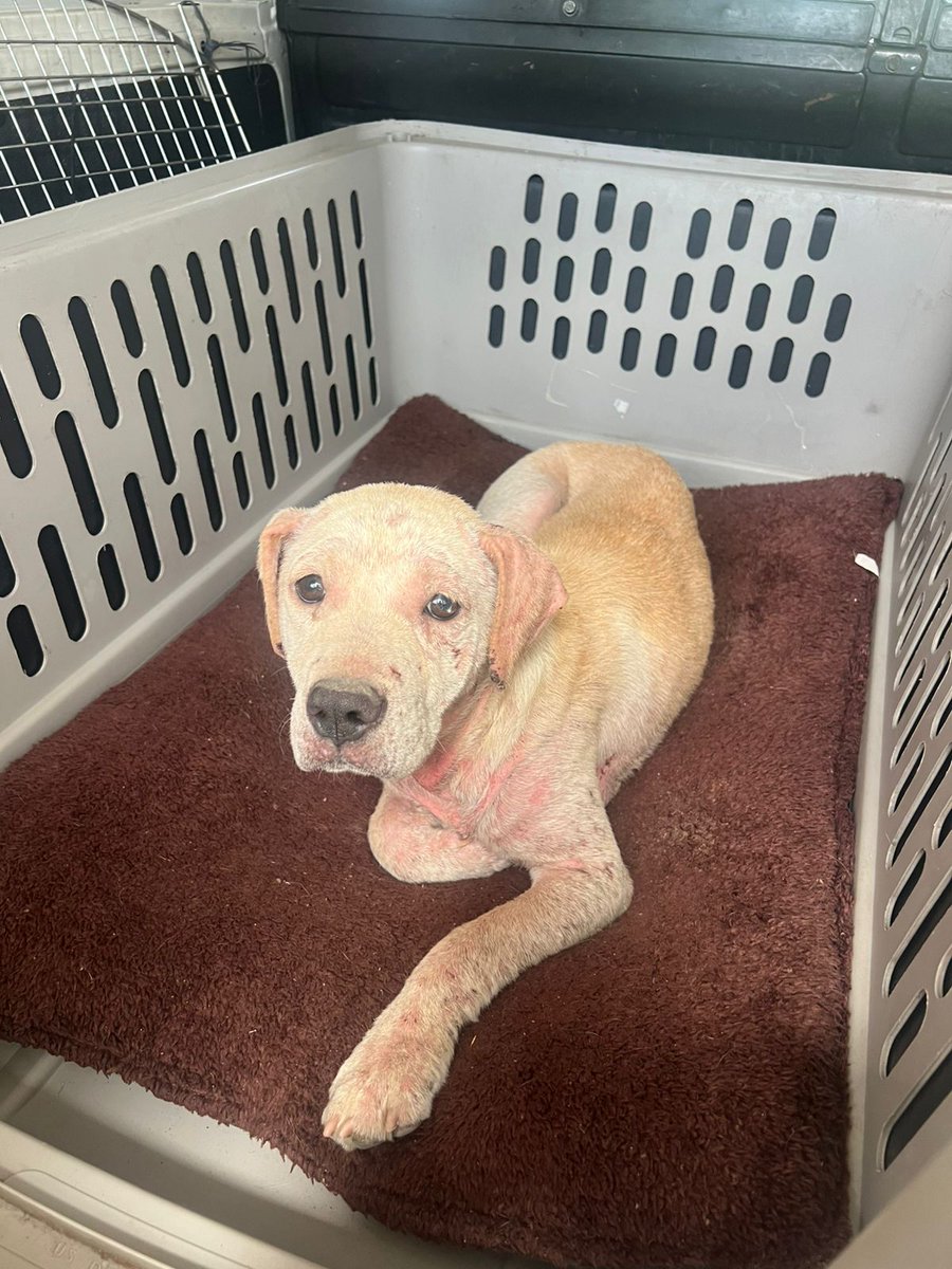 CACHORRITA LABRADORA RESCATADA HOY TAMBIEN DEL MALTRATO Y ABANDONO!!!!
NECESITAMOS CON URGENCIA TRANSITO 🙏🙏🙏
X FAVOR DIFUNDIR
1153315979
MUCHAS GRACIAS!!!!