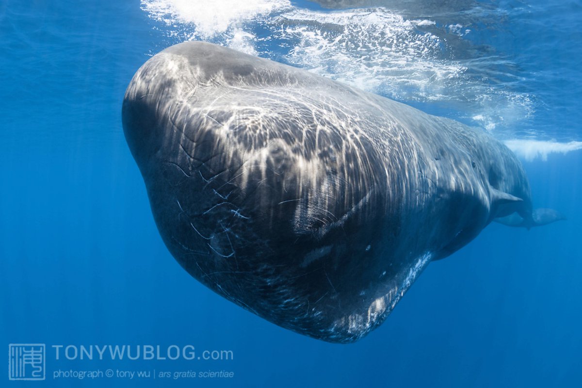 Tony Wu's photos really capture the "battering ram" aspect of sperm whales