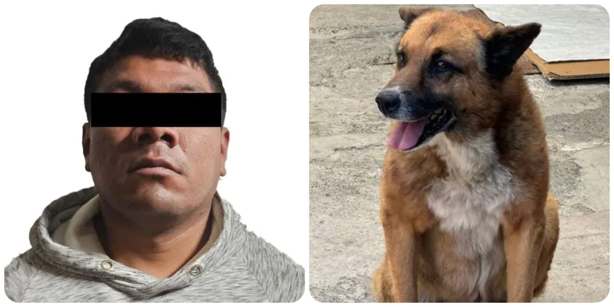 Milenio's tweet photo. 🚨 #AlMomento | Vinculan a proceso a acusado de arrojar al perrito 'Lobito' de unas escaleras en Naucalpan 

Las autoridades informaron que el proceso penal continuará conforme a la ley, mientras 'Lobito' permanece bajo resguardo y cuidados especializados.
https://t.co/UJZZ9IcjUP https://t.co/QjeiUZoI6D