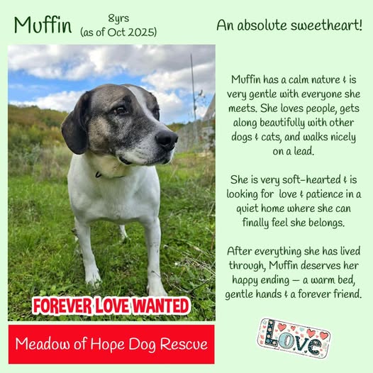 #k9hour 8yo MUFFIN  is a calm, kind, gentle, submissive kinda gal who has never known the comfort of a home. She spent six long years living around a landfill, surviving on scraps &amp; kindness from strangers. When the new shelter opened, she finally had a safe place to rest, but