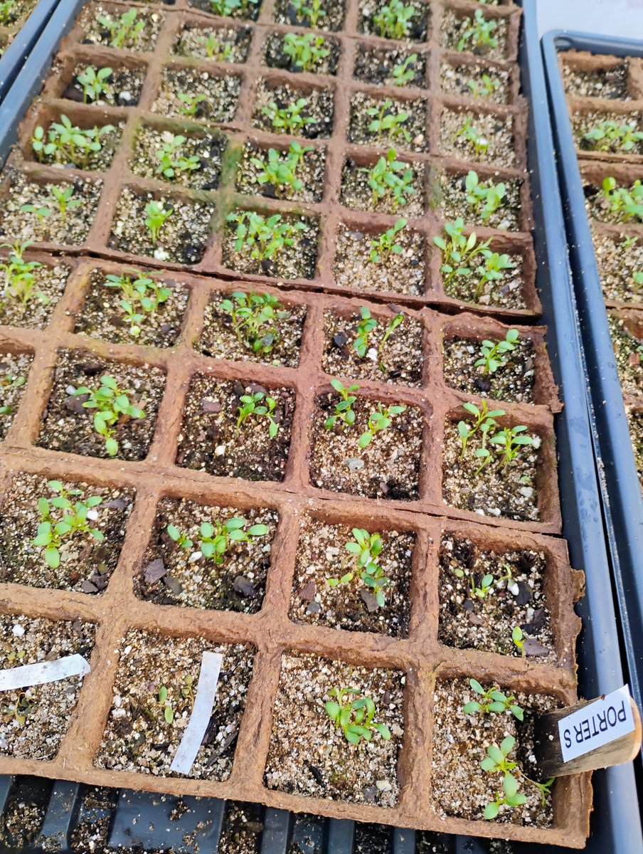 borncamp's tweet photo. Germination. Virginia Bluebells and Bowmans Root. https://t.co/wHzAxKpLvh