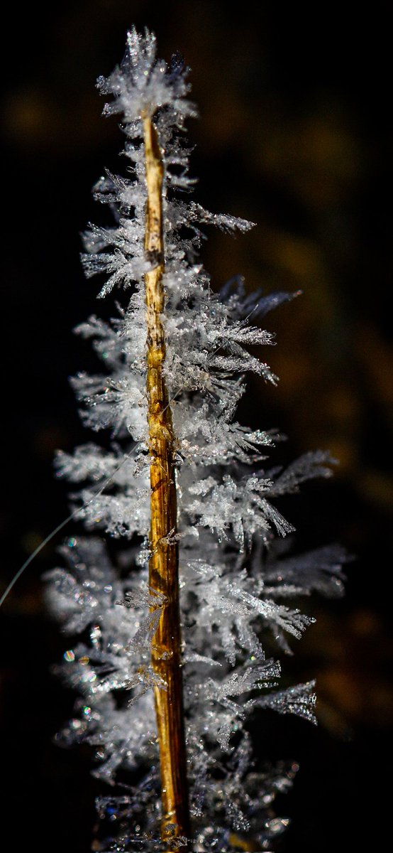 Kibri76's tweet photo. @Sam_Alexandra23 #MacroMonday #Photography #IceCrystals https://t.co/zLW0hrCT2j