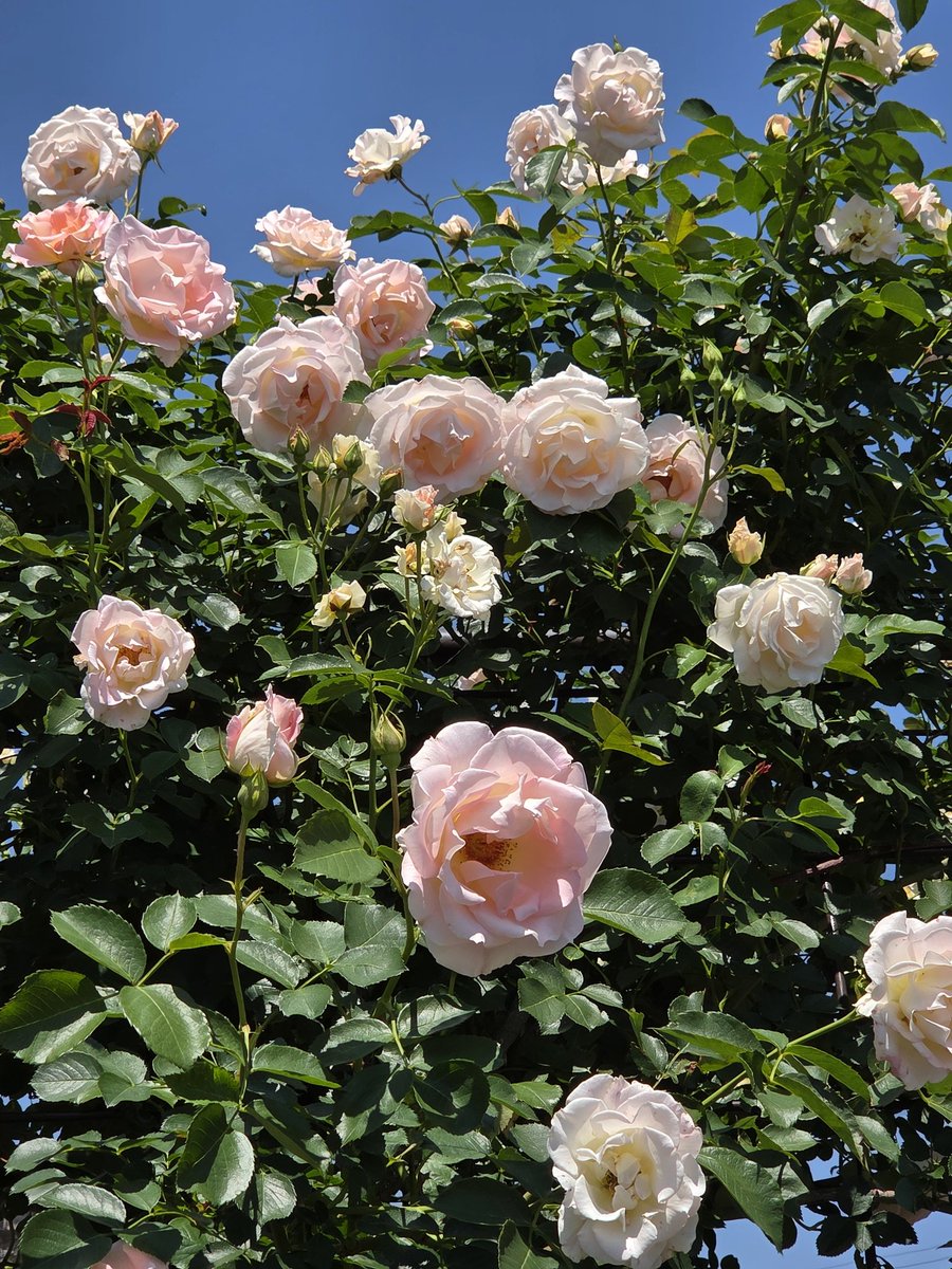 おはようございます！ +4870 Good morning my friends ！ 『 #ロココ