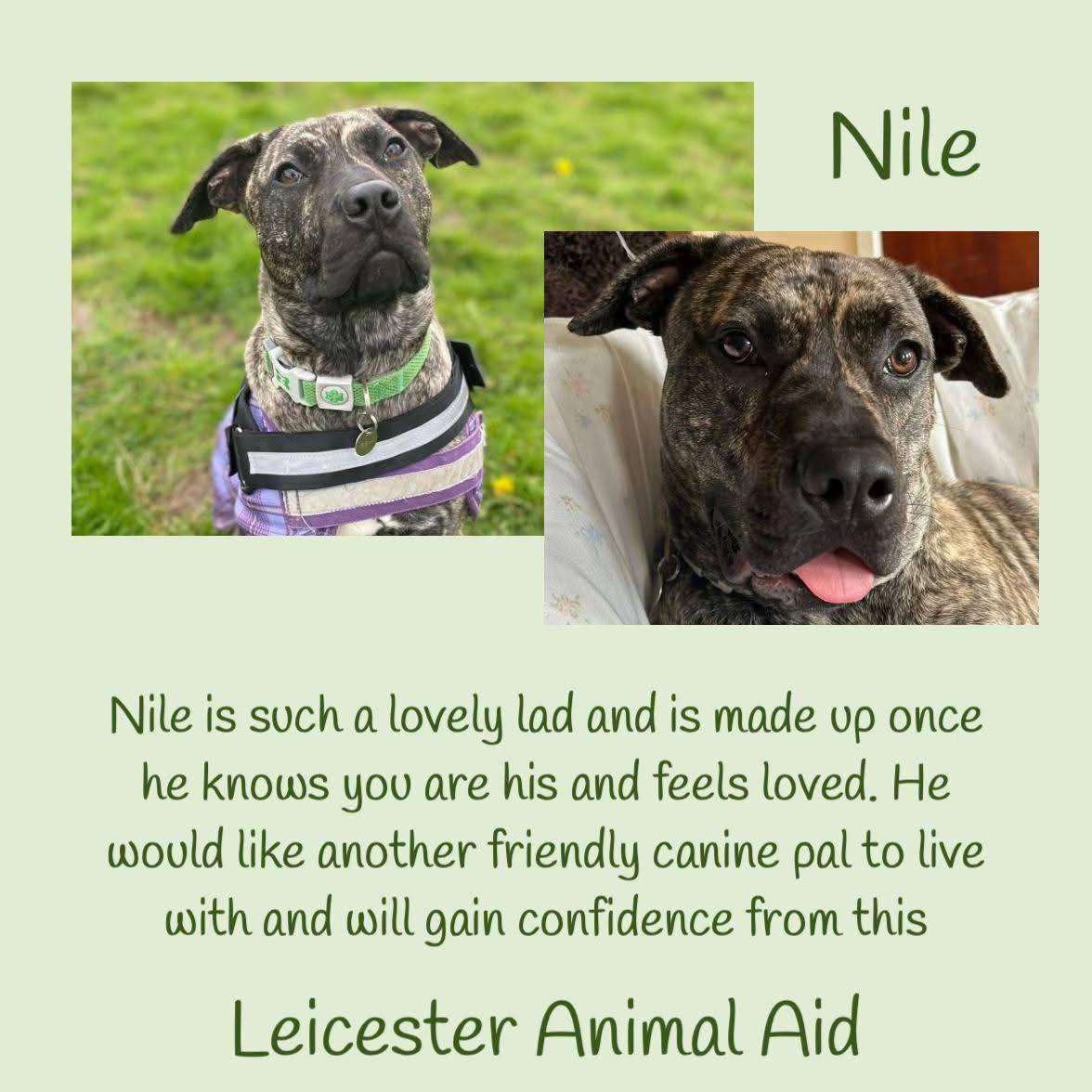 #k9hour Poor NILE. 😢 We thought he had found his happy ever after but it wasn't to be. This 2yo Cane Corso/Presa Canario cross is such a lovely lad who needs an adult only home, &amp; the company of another dog. Nile also requires ongoing socialisation with people. He can find new