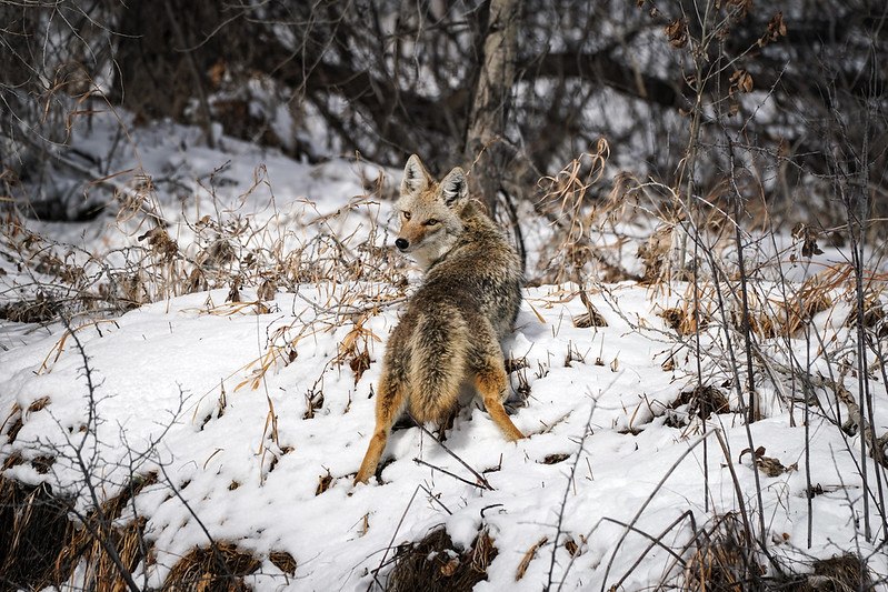 [🔗](api.tinyfox.dev/hourly/yotes/4…)