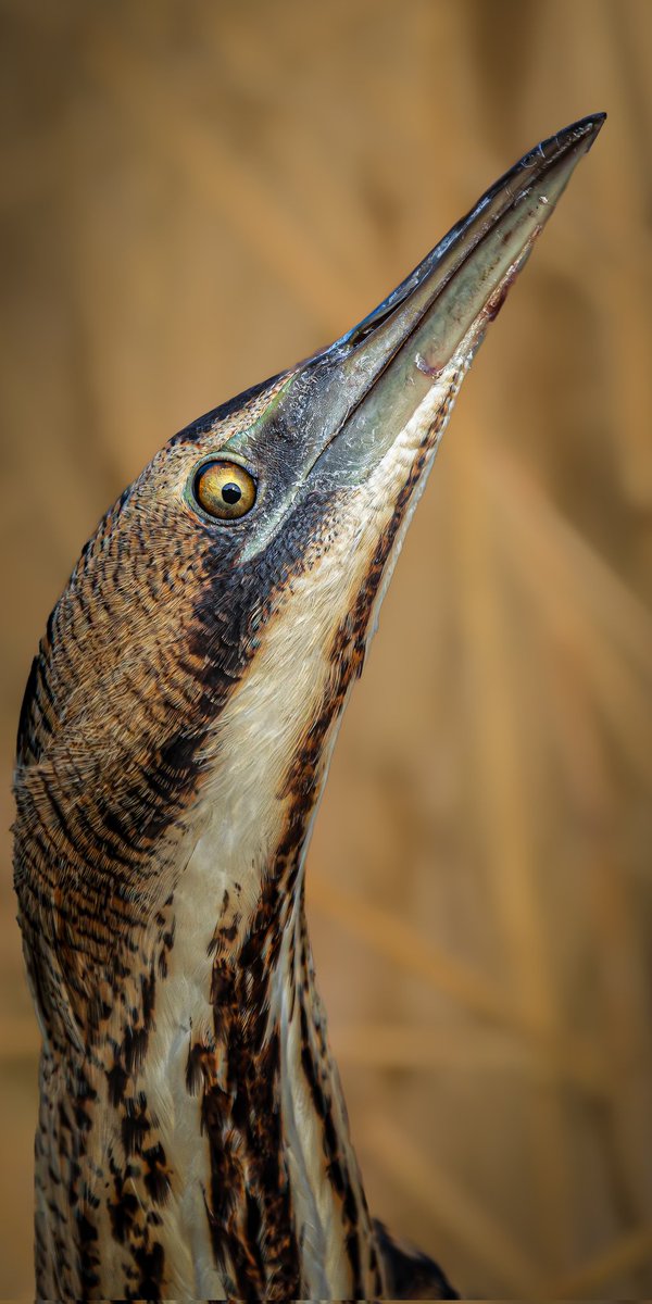 Portret of 
#Botaurusstellaris #roerdomp #rohrdommel #raaitkou #butor #botaris #bittern #putoor #Heronetoilé